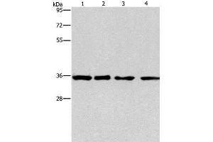 Western Blot analysis of 293T, hepG2, hela and A549 cell using INHBC Polyclonal Antibody at dilution of 1:550 (INHBC 抗体)