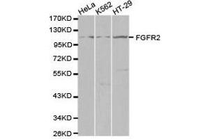 Western Blotting (WB) image for anti-Fibroblast Growth Factor Receptor 2 (FGFR2) antibody (ABIN1872688) (FGFR2 抗体)