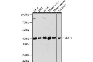 Western blot analysis of extracts of various cell lines, using MLST8 Rabbit pAb (ABIN6131371, ABIN6143894, ABIN6143895 and ABIN6217660) at 1:1000 dilution. (GBL 抗体  (AA 1-326))