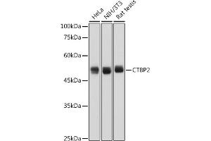 Western blot analysis of extracts of various cell lines, using CTBP2 antibody (ABIN7265979) at 1:1000 dilution. (CTBP2 抗体)