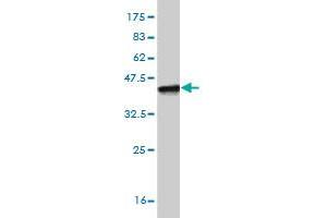 Western Blot detection against Immunogen (38. (LUC7L 抗体  (AA 1-111))