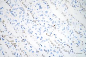 Immunohistochemistry was performed on paraffin-embedded mouse kidney using GATA binding protein 3 antibody (ABIN7798695), 1:200). (Recombinant GATA3 抗体)