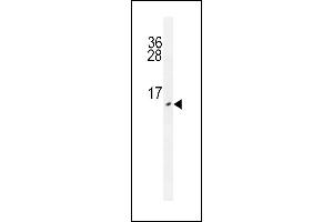 URM1 antibody (ABIN659088 and ABIN2838077) western blot analysis in HepG2 cell line lysates (35 μg/lane). (Urm1 抗体)