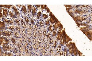 Detection of TFF2 in Mouse Stomach Tissue using Polyclonal Antibody to Trefoil Factor 2 (TFF2) (Trefoil Factor 2 抗体  (AA 25-127))