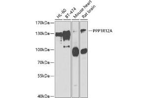 Western blot analysis of extracts of various cell lines, using PPP1R12A antibody (ABIN6128261, ABIN6146060, ABIN6146062 and ABIN6222412) at 1:1000 dilution. (PPP1R12A 抗体  (AA 710-970))