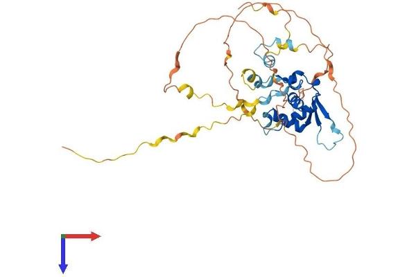 FOXH1 Protein (AA 1-365) (His tag)