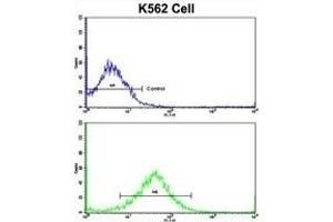 Flow cytometric analysis of K562 cells using FPGS Antibody (Center)(bottom histogram) compared to a negative control cell (top histogram).
