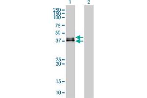 Western Blot analysis of DUSP6 expression in transfected 293T cell line by DUSP6 monoclonal antibody (M01), clone 3G2. (DUSP6 抗体  (AA 1-381))