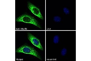ABIN768619 Immunofluorescence analysis of paraformaldehyde fixed NIH3T3 cells, permeabilized with 0. (MUC5B 抗体  (Internal Region))