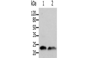 Western Blotting (WB) image for anti-ADP-Ribosylation Factor 1 (ARF1) antibody (ABIN2425525)