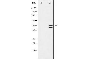 Western blot analysis of VASP phosphorylation expression in NIH-3T3 whole cell lysates,The lane on the left is treated with the antigen-specific peptide. (VASP 抗体  (pSer239))