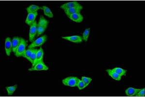 Immunofluorescent analysis of HepG2 cells using ABIN7153530 at dilution of 1:100 and Alexa Fluor 488-congugated AffiniPure Goat Anti-Rabbit IgG(H+L) (BBOX1 抗体  (AA 154-247))