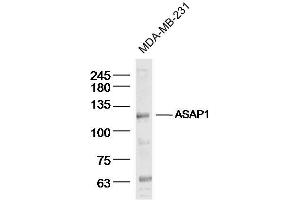 MDA-MB-231 Cell lysates probed with ASAP1 Polyclonal Antibody, unconjugated (bs-4091R) at 1:300 overnight at 4°C followed by a conjugated secondary antibody for 60 minutes at 37°C.