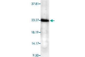 Western blot analysis from human cell line mixed lysate with PTGES3 monoclonal antibody, clone JJ6 . (PTGES3 抗体)