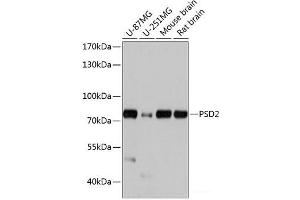 Western blot analysis of extracts of various cell lines using PSD2 Polyclonal Antibody at dilution of 1:1000. (PSD2 抗体)