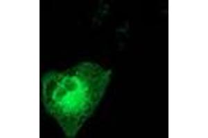 Anti-MAPK7 mouse monoclonal antibody (ABIN2454065) immunofluorescent staining of COS7 cells transiently transfected by pCMV6-ENTRY MAPK7 (RC203506). (MAPK7 抗体)
