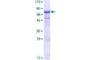 POPDC2 Protein (AA 1-364) (GST tag)