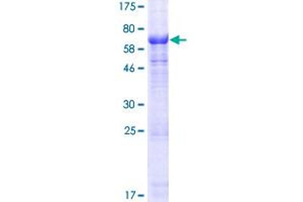 POPDC2 Protein (AA 1-364) (GST tag)