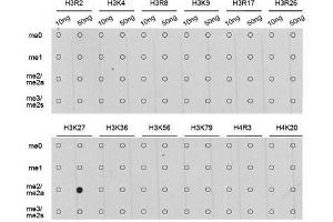 Dot-blot analysis of all sorts of methylation peptides using DiMethyl-Histone H3-K27 antibody. (Histone 3 抗体  (H3K27me))