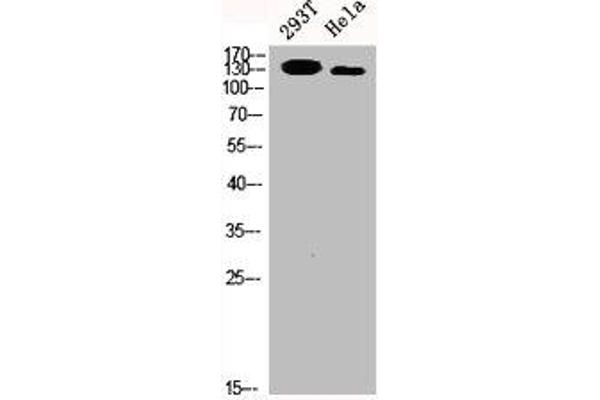 SRCIN1 抗体  (Internal Region)