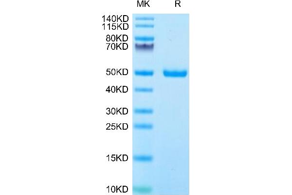 IFNA1 Protein (AA 24-189) (Fc Tag)