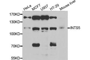 Western blot analysis of extracts of various cell lines, using INTS5 antibody (ABIN5973990) at 1/1000 dilution. (INTS5 抗体)
