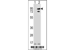 Western blot analysis of SNRK using rabbit polyclonal SNRK Antibody using 293 cell lysates (2 ug/lane) either nontransfected (Lane 1) or transiently transfected (Lane 2) with the SNRK gene. (SNRK 抗体  (AA 320-349))