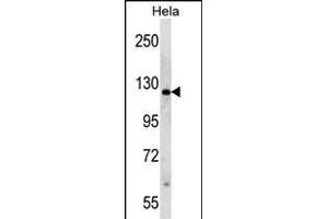 RP1 Antibody (N-term) (ABIN390353 and ABIN2840765) western blot analysis in Hela cell line lysates (35 μg/lane). (PARP1 抗体  (N-Term))