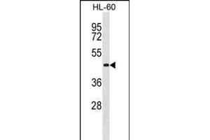 G3L Antibody (I98) 1807b western blot analysis in HL-60 cell line lysates (35 μg/lane). (ATG3 抗体  (C-Term))