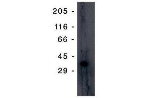 Image no. 1 for anti-Tumor Protein P53 Inducible Protein 3 (TP53I3) antibody (ABIN201596) (TP53I3 抗体)