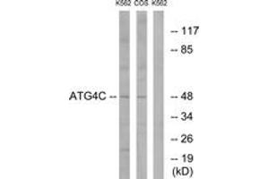Western blot analysis of extracts from K562/COS7 cells, using ATG4C Antibody. (ATG4C 抗体  (AA 21-70))