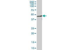 CNP MaxPab polyclonal antibody. (Cnpase 抗体  (AA 1-421))