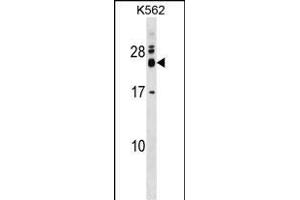 REXO2 Antibody (Center) (ABIN1537817 and ABIN2848891) western blot analysis in K562 cell line lysates (35 μg/lane). (REXO2 抗体  (AA 129-157))