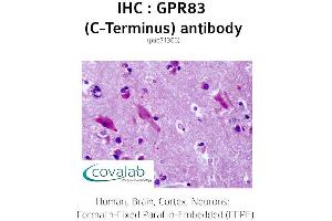 Image no. 1 for anti-G Protein-Coupled Receptor 83 (GPR83) (C-Term) antibody (ABIN1735178)