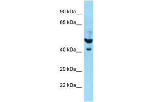 WB Suggested Anti-PLAUR Antibody Titration: 1. (PLAUR 抗体  (N-Term))