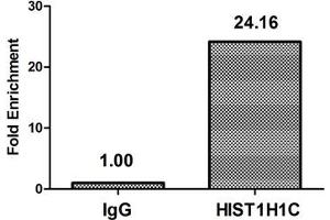 Chromatin Immunoprecipitation Hela (4*10 6 ) were treated with Micrococcal Nuclease, sonicated, and immunoprecipitated with 5 μg anti-HIST1H1C (ABIN7139612) or a control normal rabbit IgG. (HIST1H1C 抗体  (meLys96))