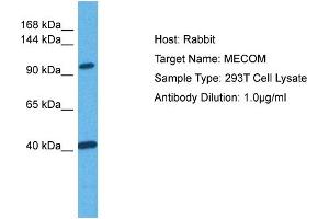 Host: Rabbit Target Name: MECOM Sample Tissue: Human 293T Whole Cell Antibody Dilution: 1ug/ml (MECOM 抗体  (C-Term))