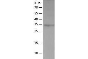 Western Blotting (WB) image for THAP Domain Containing 11 (THAP11) (AA 1-314) protein (His tag) (ABIN7125350) (THAP11 Protein (AA 1-314) (His tag))