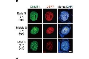 Critical residues for the interaction between DNMT1 and USP7. (DNMT1 抗体  (AA 1-270))