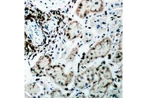 Immunohistochemical analysis of Fumarylacetoacetase staining in rat kidney formalin fixed paraffin embedded tissue section. (FAH 抗体)