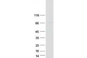 Western Blotting (WB) image for Protein Kinase, AMP-Activated, alpha 1 Catalytic Subunit (PRKAA1) (Transcript Variant 1) protein (Myc-DYKDDDDK Tag) (ABIN2729574)