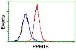 Image no. 1 for anti-Protein Phosphatase, Mg2+/Mn2+ Dependent, 1B (PPM1B) antibody (ABIN1500371) (PPM1B 抗体)
