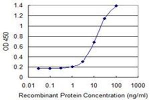 Detection limit for recombinant GST tagged GALNT1 is 0. (Galnt1 抗体  (AA 42-123))