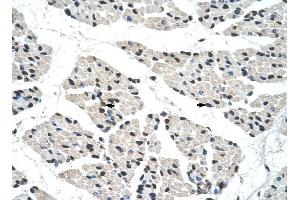 RALY antibody was used for immunohistochemistry at a concentration of 4-8 ug/ml to stain Skeletal muscle cells (arrows) in Human Muscle. (Raly 抗体  (C-Term))
