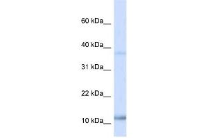 Western Blotting (WB) image for anti-Nescient Helix Loop Helix 1 (NHLH1) antibody (ABIN2460137) (NHLH1 抗体)