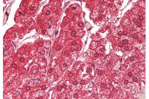 Rabbit Anti-ATE1 antibody  Formalin Fixed Paraffin Embedded Tissue: Human Adrenal Primary antibody Concentration: 1:100 Secondary Antibody: Donkey anti-Rabbit-Cy3 Secondary Antibody Concentration: 1:200 Magnification: 20x Exposure Time: 0. (ATE1 抗体  (Middle Region))