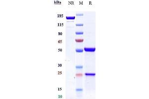 Anti-DLL3 Reference Antibody (rovalpituzumab) on SDS-PAGE under reducing (R) condition. (Recombinant DLL3 (Rovalpituzumab Biosimilar) 抗体)