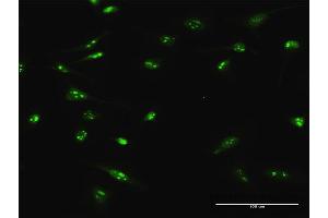 Immunofluorescence (IF) image for anti-Chromosome 4 Open Reading Frame 43 (C4orf43) (AA 1-203) antibody (ABIN950092)