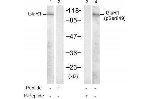 Image no. 1 for anti-Glutamate Receptor 1 (GLUR1) (pSer849) antibody (ABIN197022) (Glutamate Receptor 1 抗体  (pSer849))