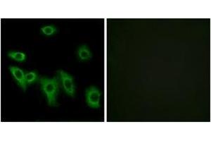 Immunofluorescence analysis of HuvEc cells, using OR8H3 Antibody. (OR8H3 抗体  (AA 262-311))